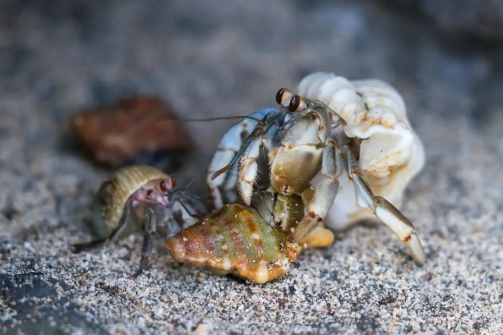 How Long Does A Hermit Crab Live