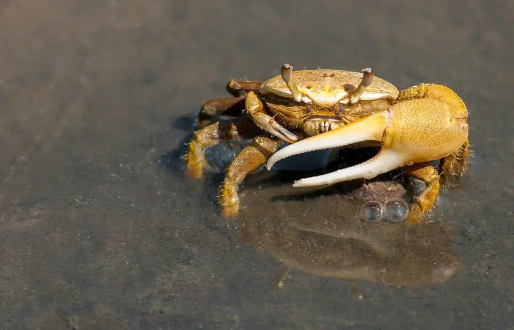 How Many Legs Does A Crab Have