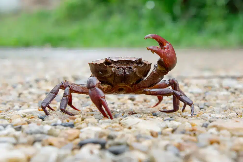 How Many Legs Does A Crab Have