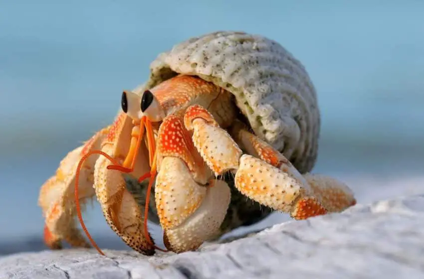 Can Hermit Crabs Eat Cheese
