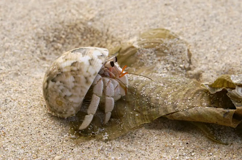 How Many Legs Does A Hermit Crab Have