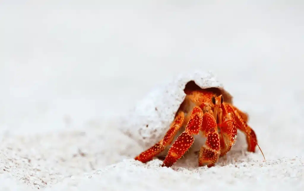 How To Care For Hermit Crabs