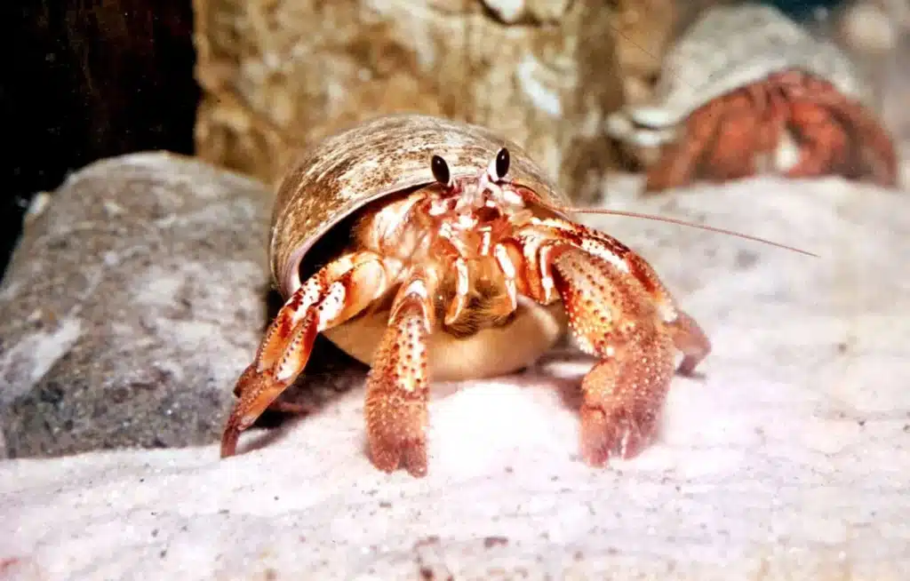 How To Care For Hermit Crabs