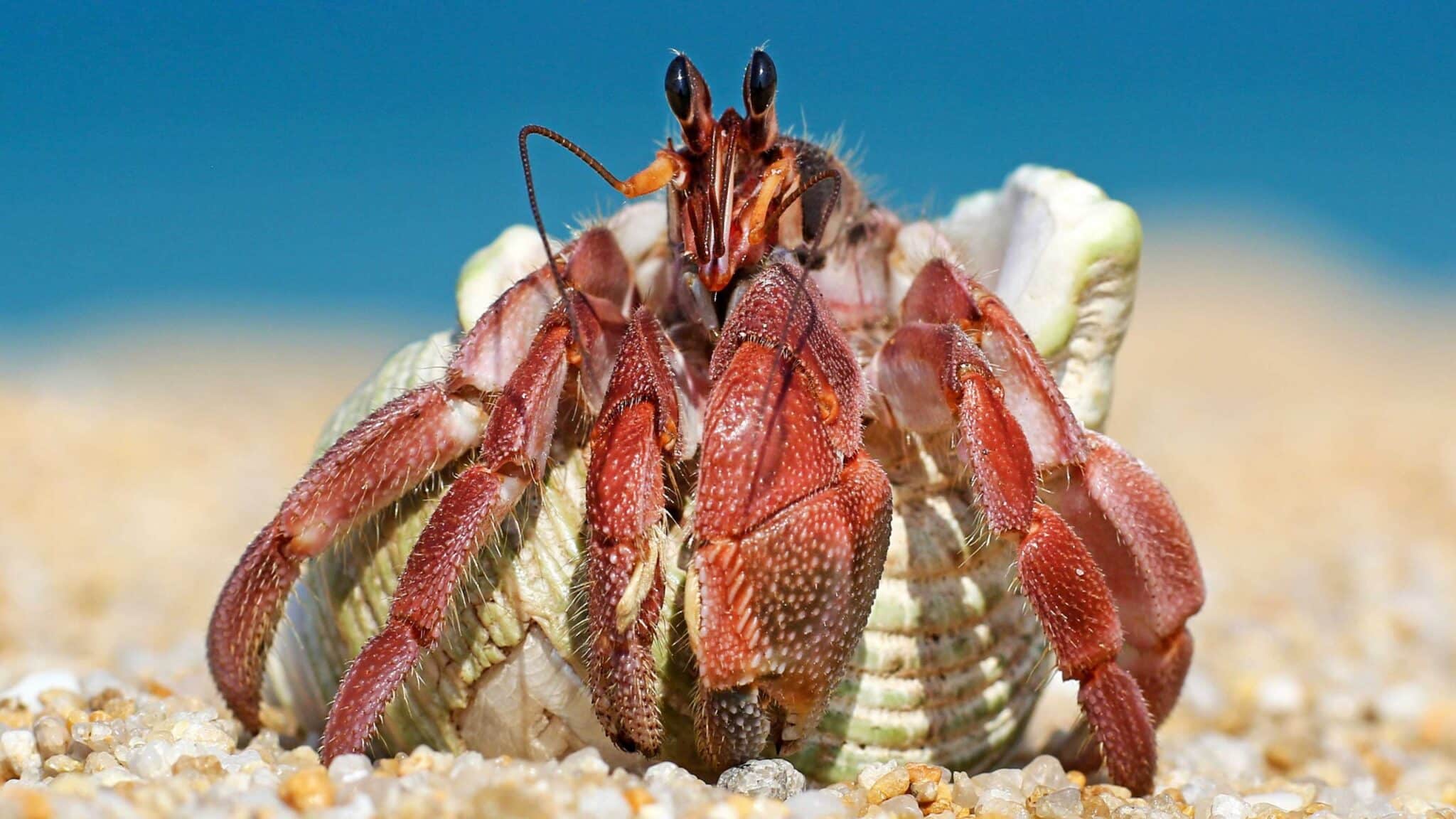 How To Care For Hermit Crabs