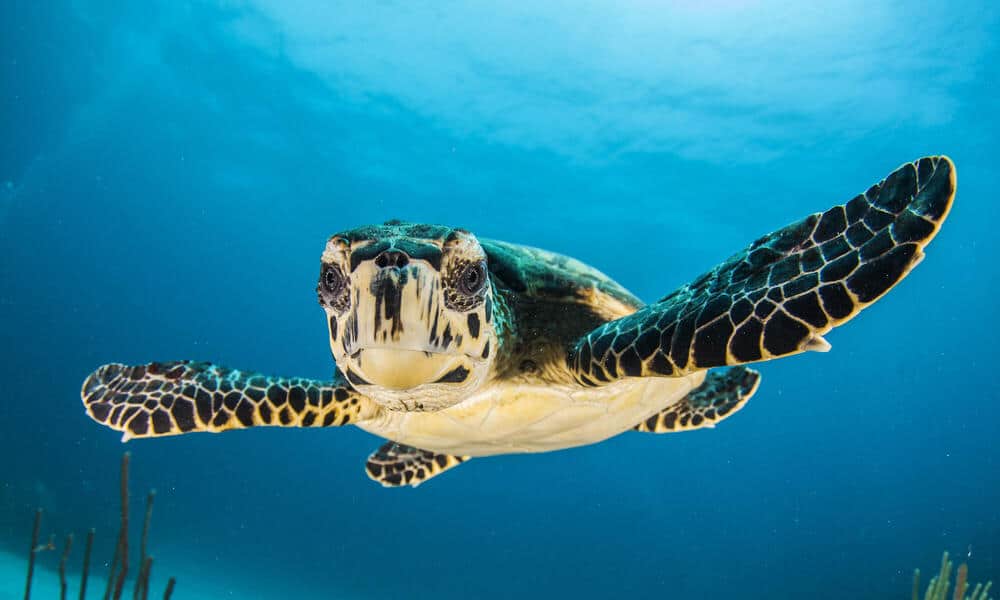 How To Help Sea Turtles