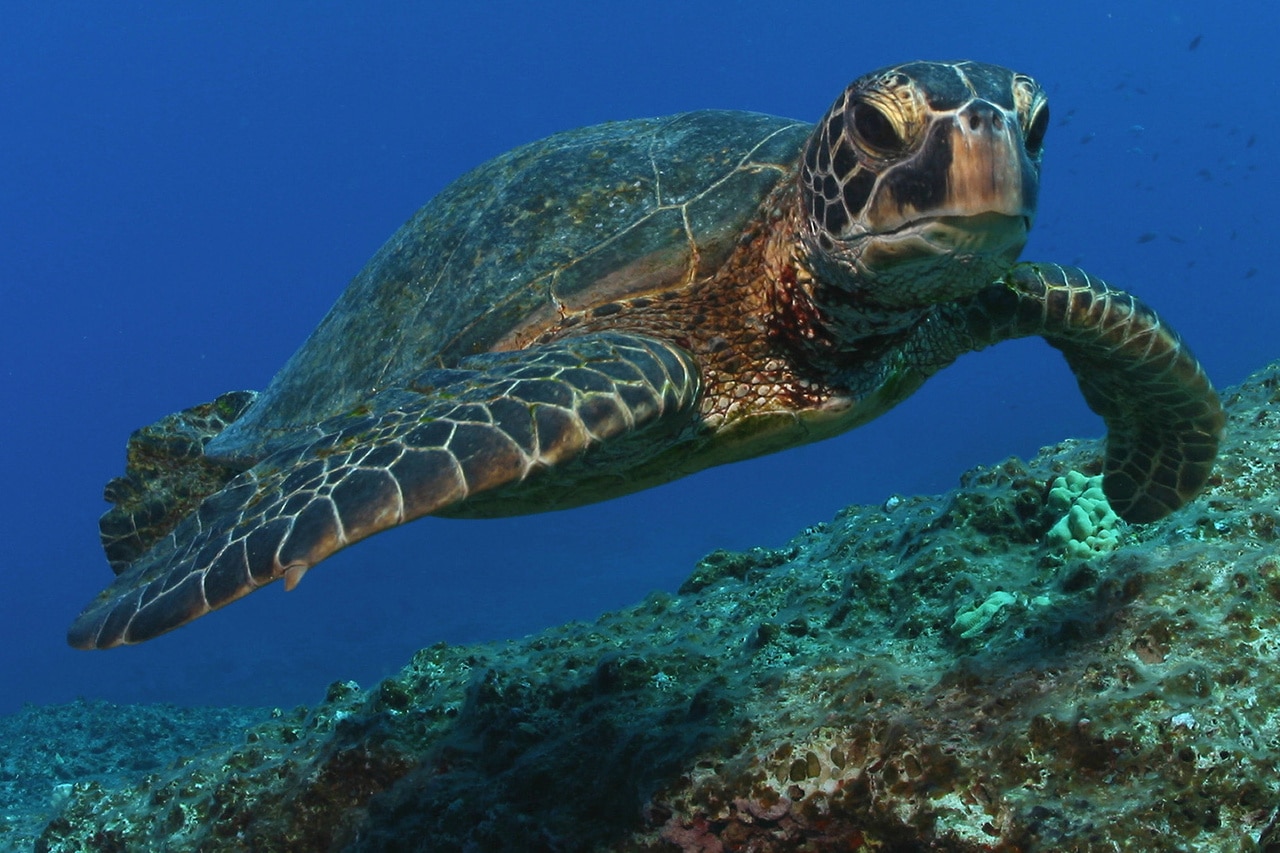 How To Protect Sea Turtles