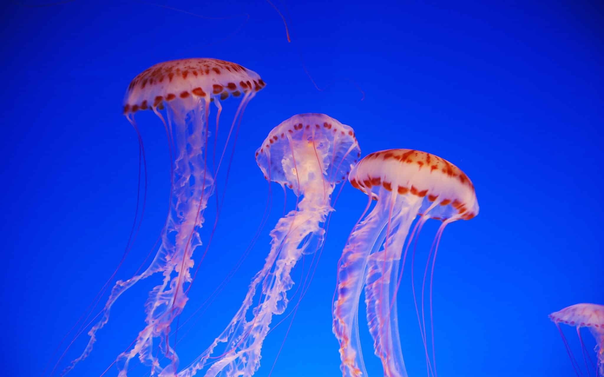 How To Take Care Of Jellyfish