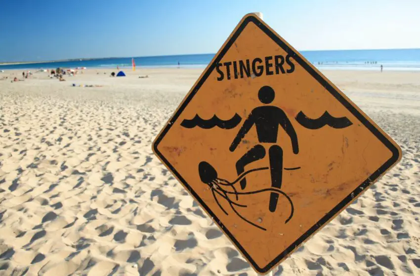 Jellyfish Stings