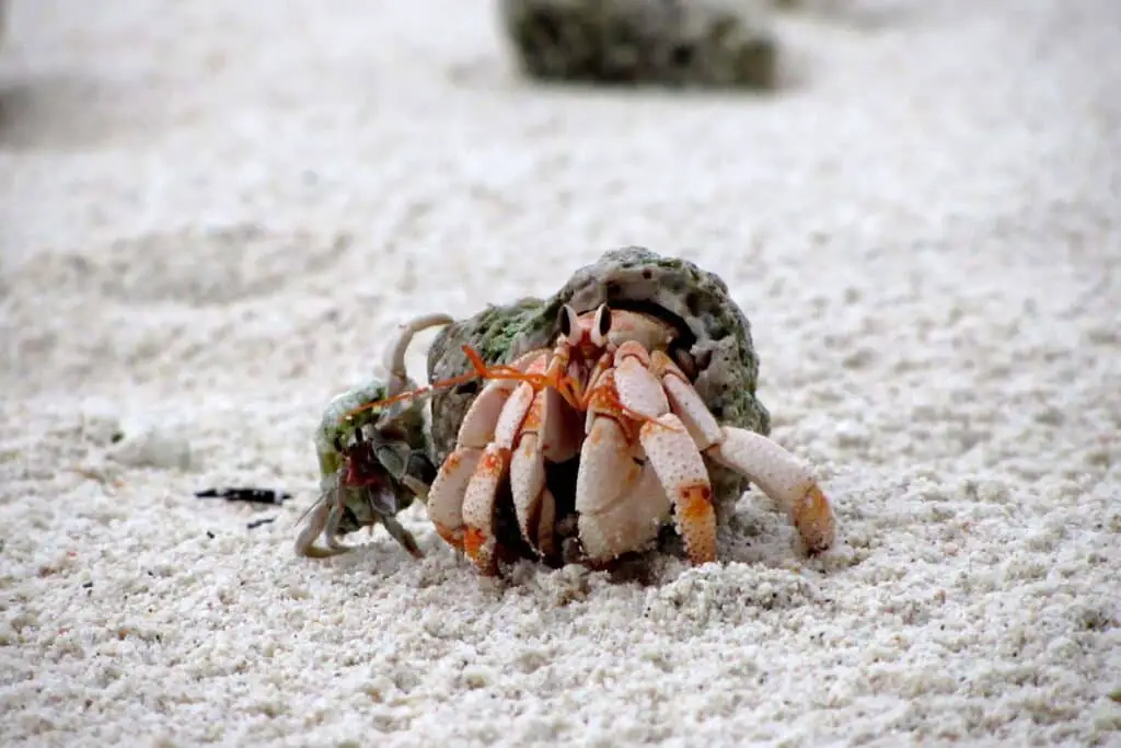 What Do Hermit Crabs Need
