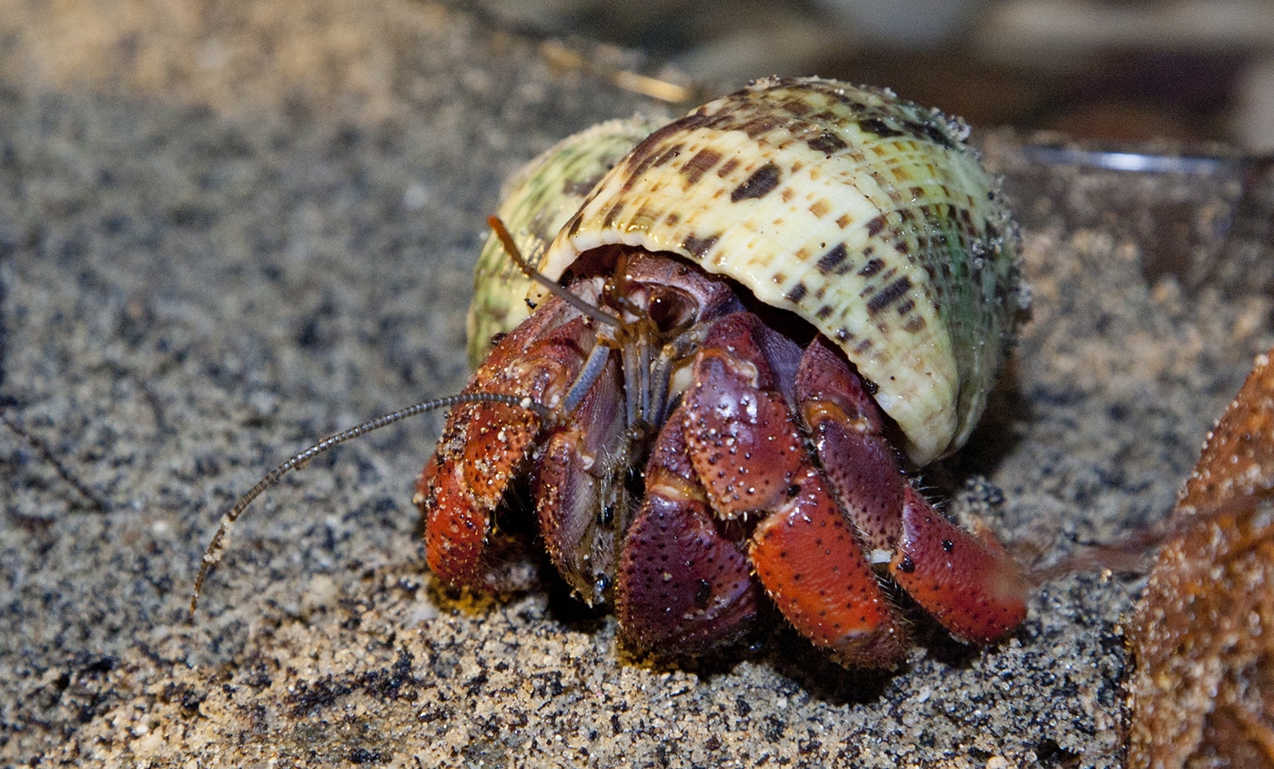 What Do Hermit Crabs Need