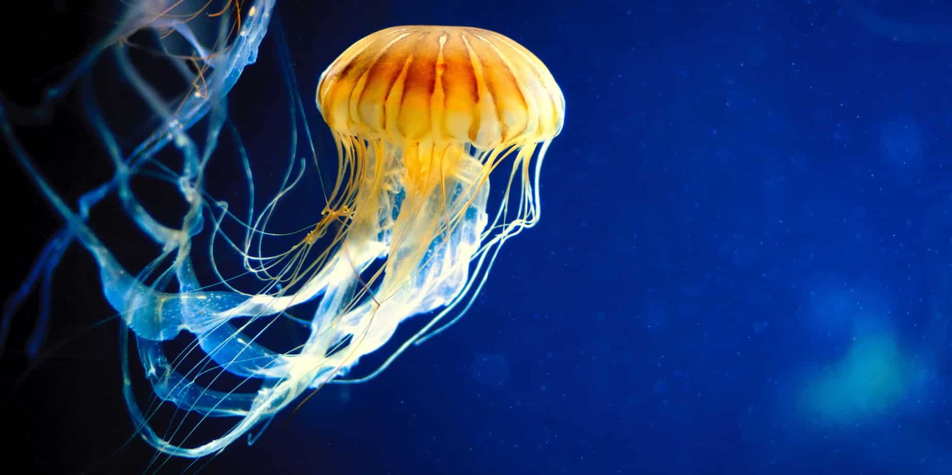  What Do Jellyfish Eggs Look Like