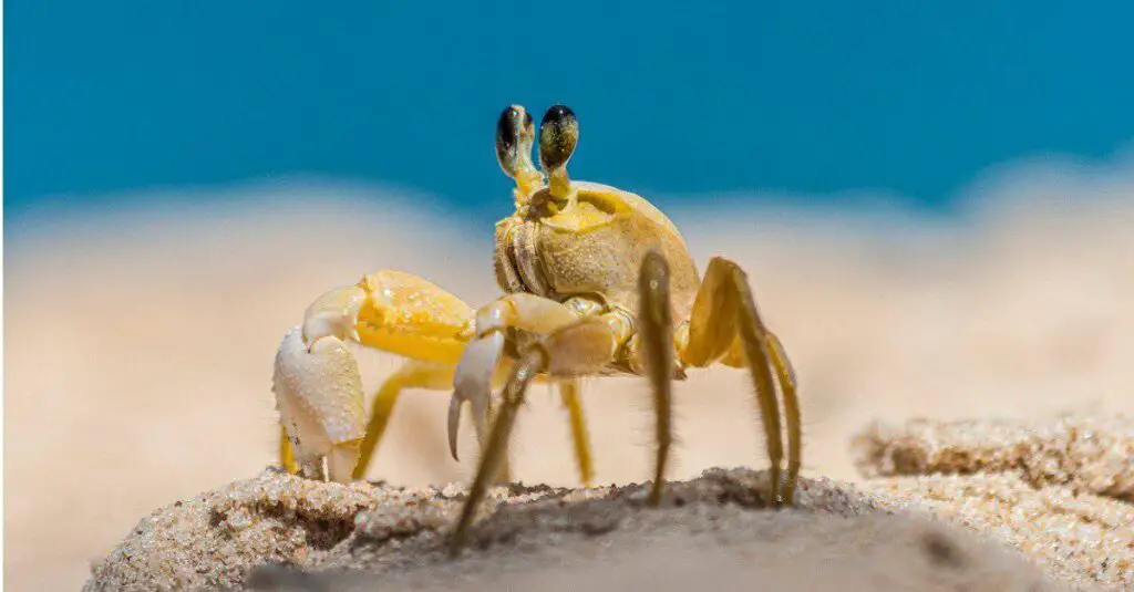 What Do Sand Crabs Eat