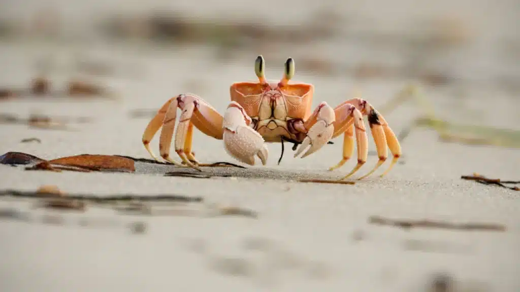 What Do Sand Crabs Eat
