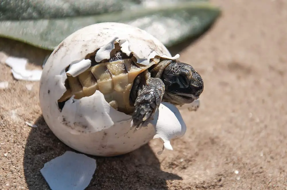  What Do Sea Turtle Eggs Look Like