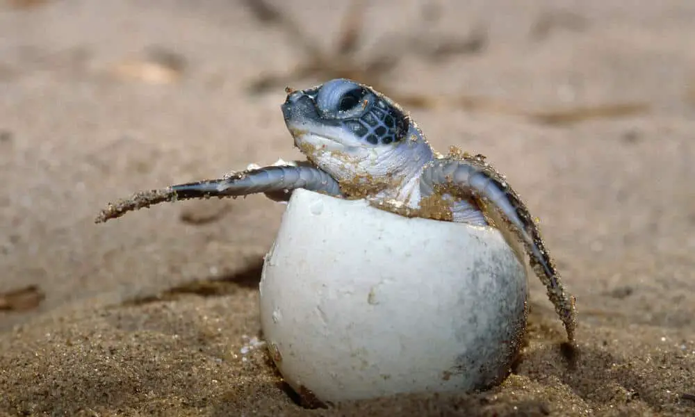 What Do Sea Turtle Eggs Look Like