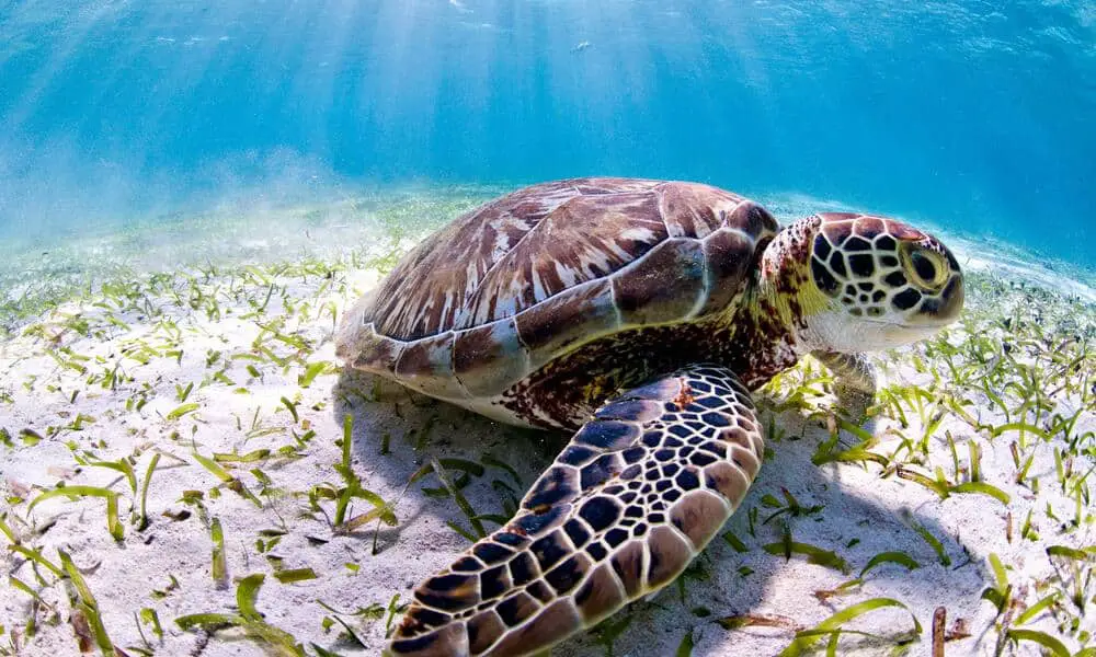 What Do Sea Turtles Represent