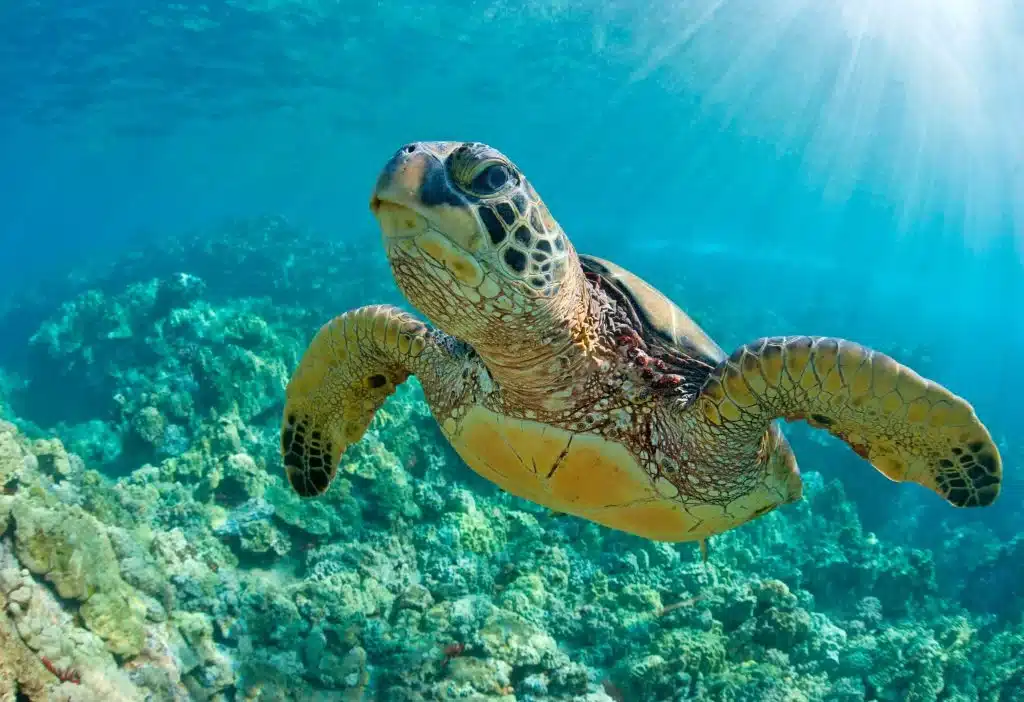 What Is A Green Sea Turtles Predator