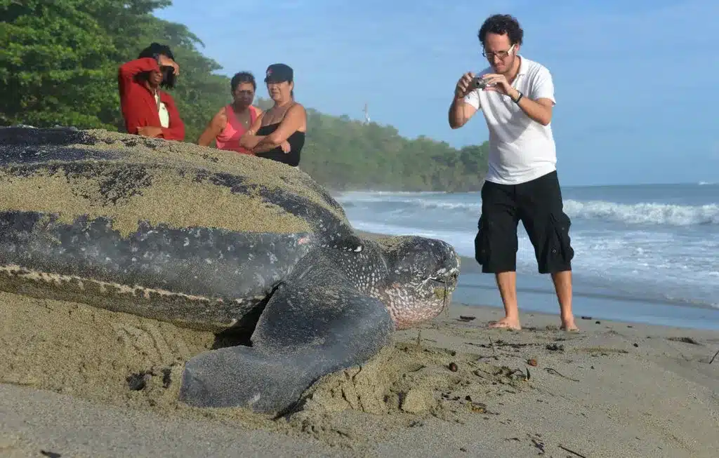 What Is The Largest Sea Turtle