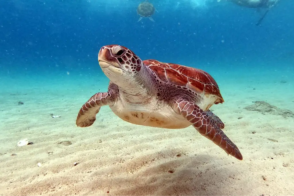 What Is The Lifespan Of A Sea Turtle