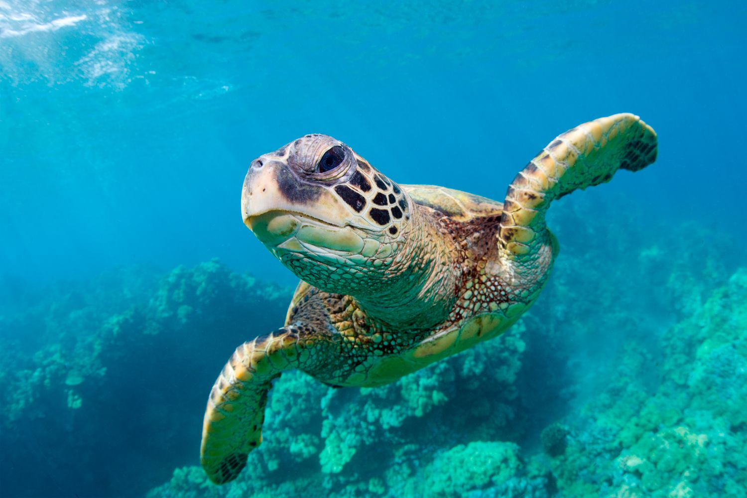 What Is The Lifespan Of A Sea Turtle