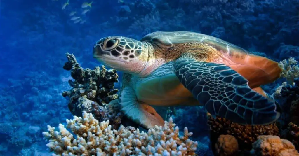 What Is The Oldest Sea Turtle