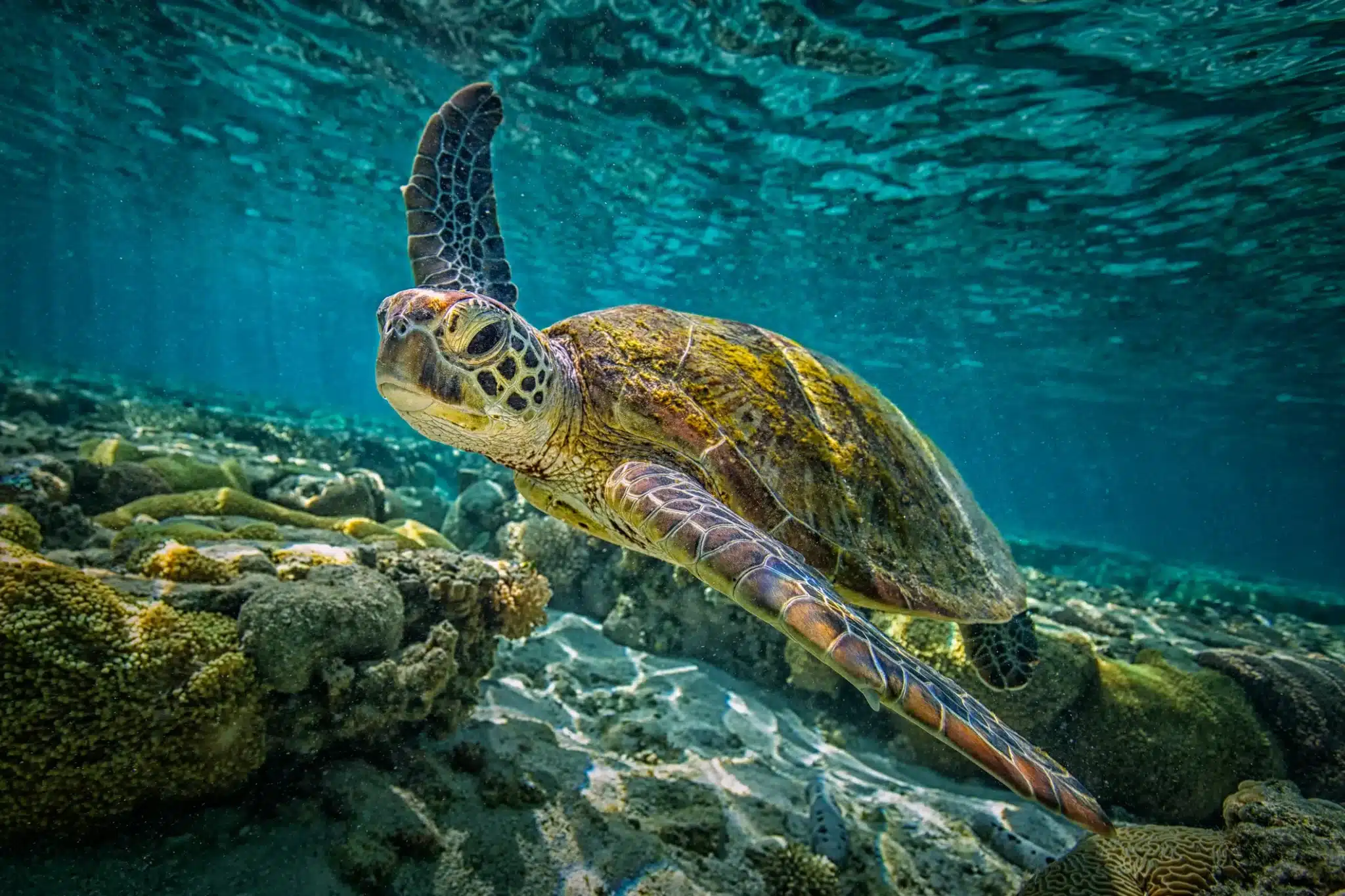 What Is The Oldest Sea Turtle