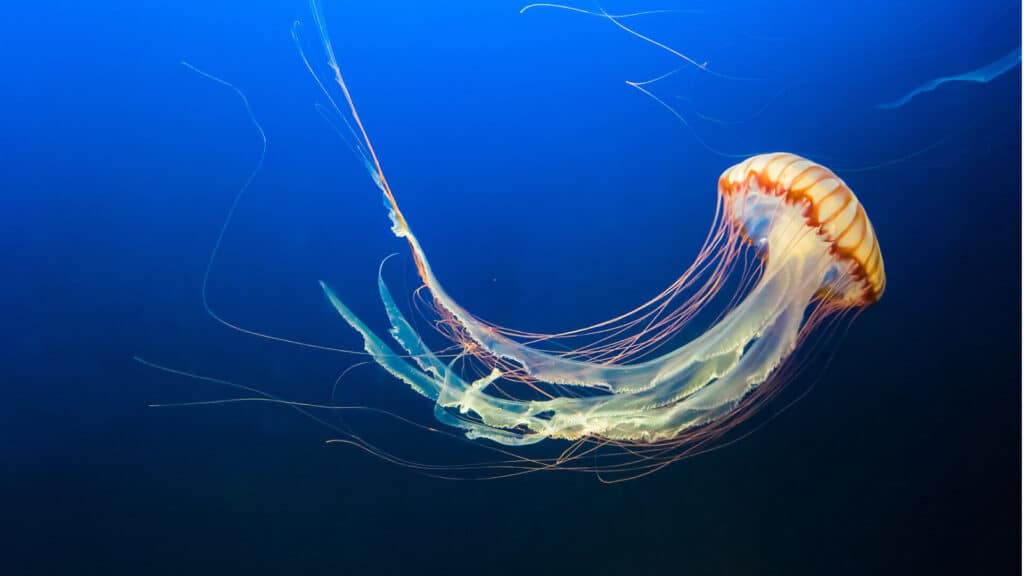 What Time Of Day Are Jellyfish Most Active