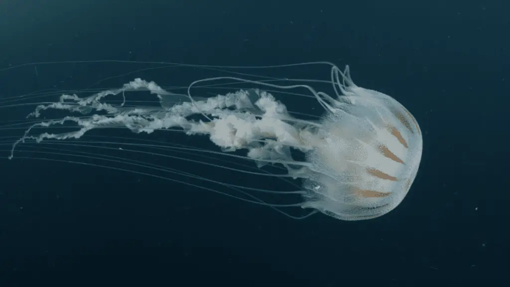 What Time Of Day Are Jellyfish Most Active