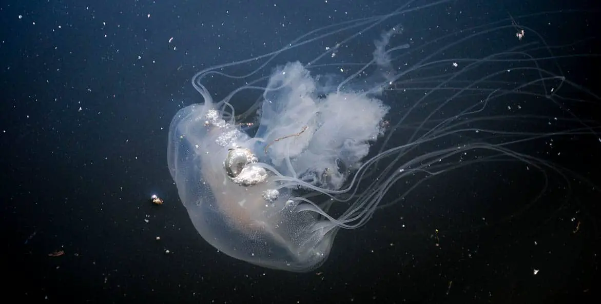  What Time Of Day Are Jellyfish Most Active