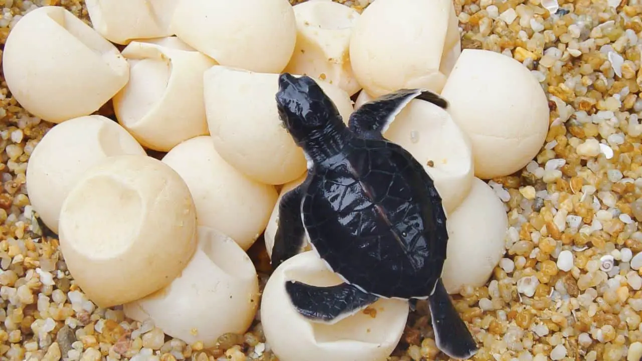  When Do Sea Turtles Lay Eggs