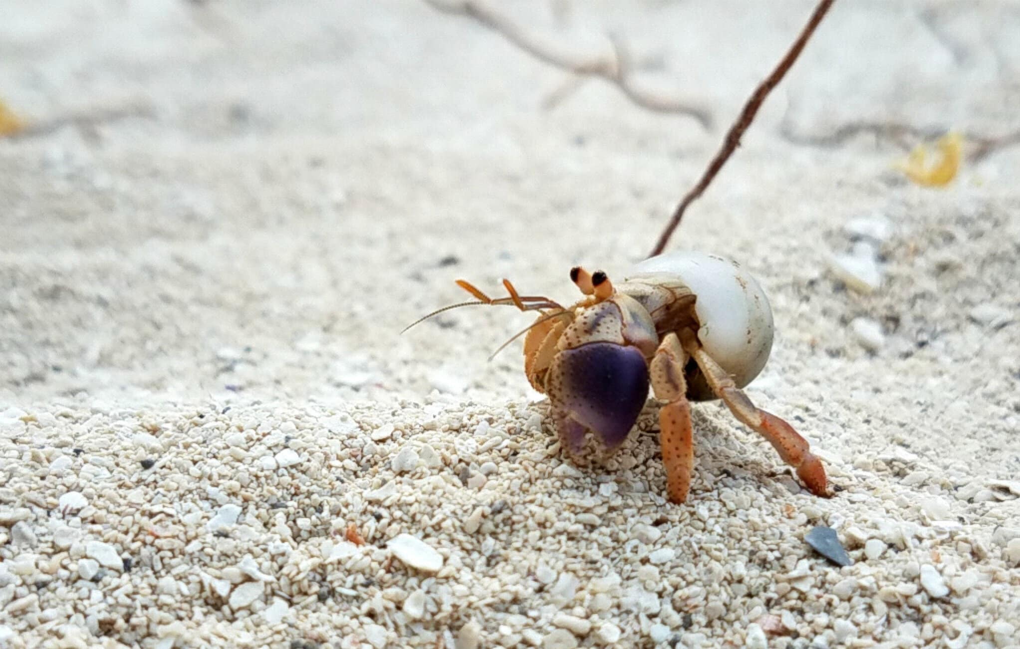 Where Do Hermit Crab Shells Come From