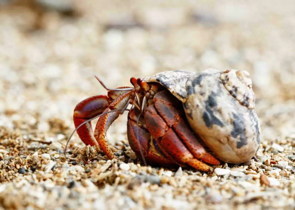 Where Do Hermit Crab Shells Come From