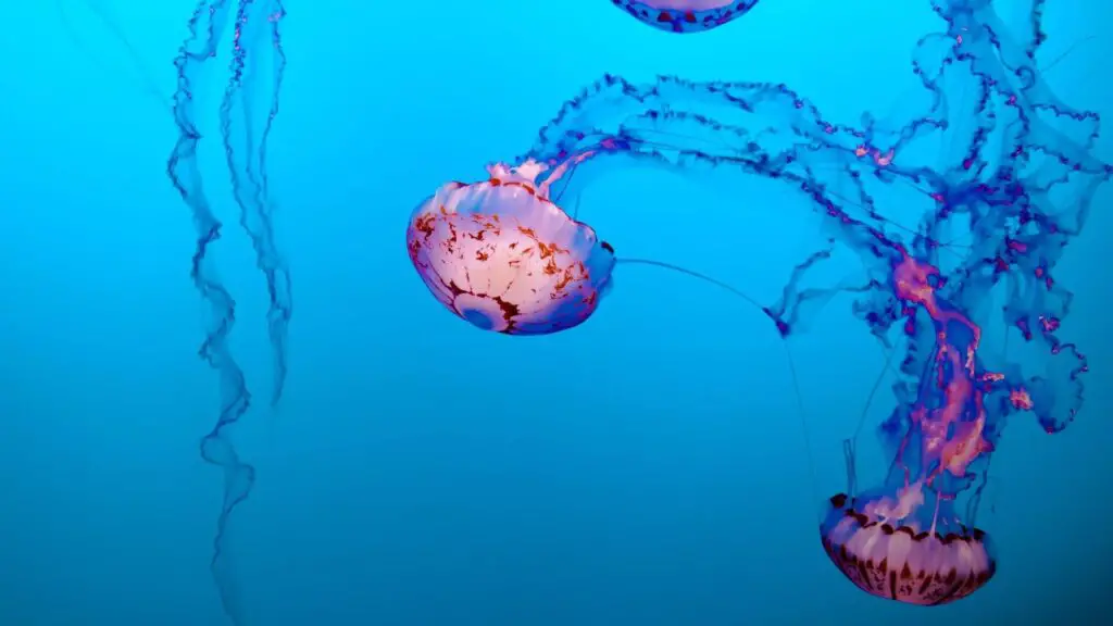 Why Are Jellyfish Important