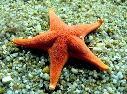 Why Are Starfish Important To The Ecosystem