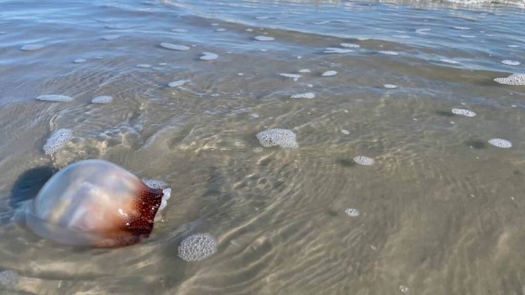 Why Do Jellyfish Come To Shore 