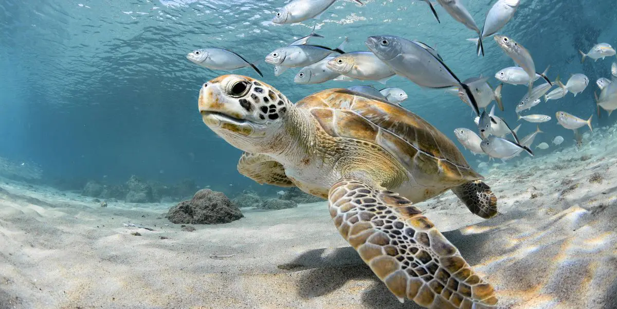 Why Do Sea Turtles Come Out Of The Water - Naturefins