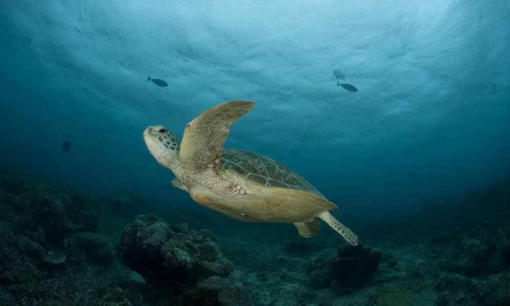  Why Is The Green Sea Turtle Endangered
