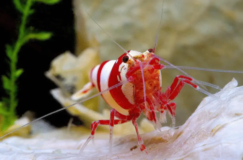  How Fast Do Cherry Shrimp Breed