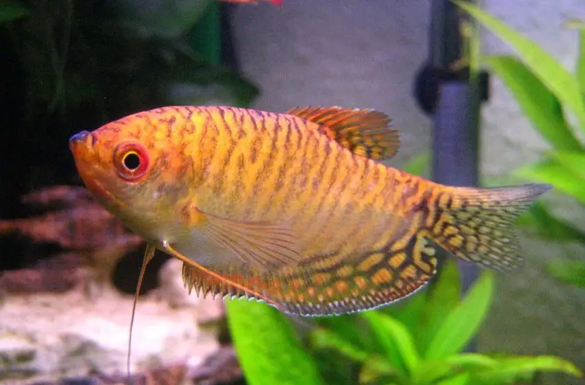  Dwarf Gouramis in 20-Gallon Tanks: Optimal Numbers