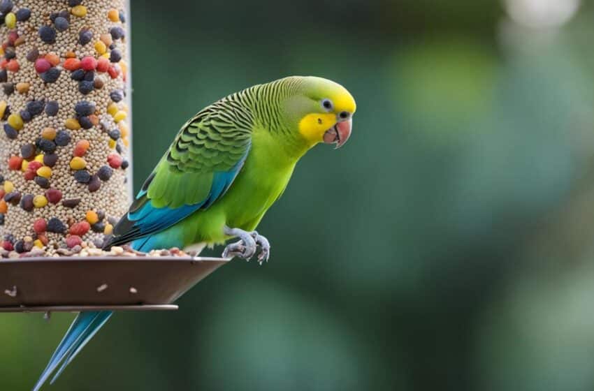 Parakeet Feeding Recommendations