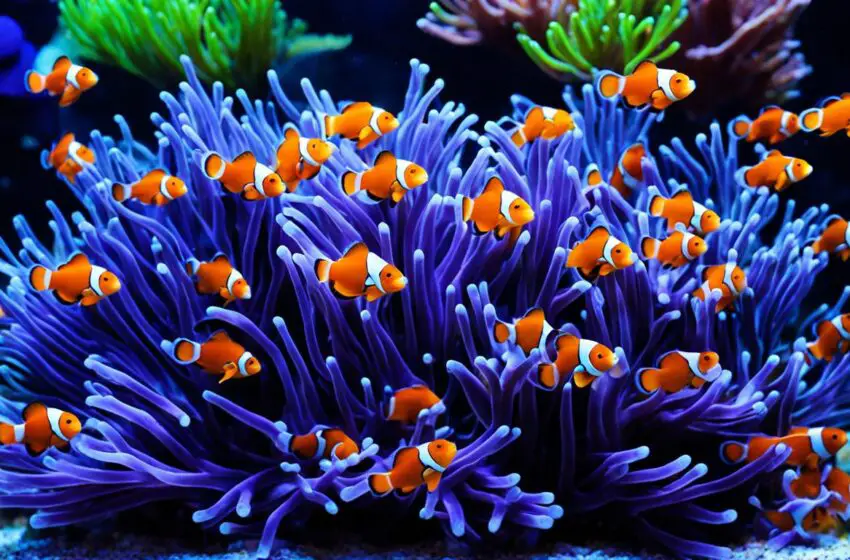  Creating a Healthy Environment: The Basics of Clownfish Tank Filtration